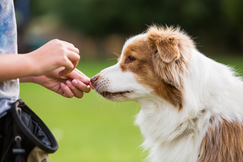 What You Should Do — and Not Do — When Meeting a New Dog