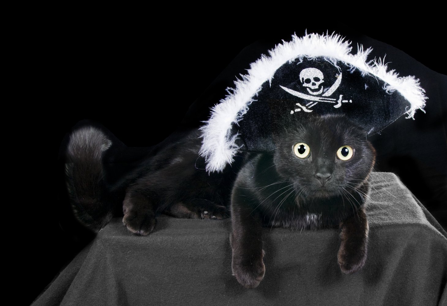 Черный кот в шляпе