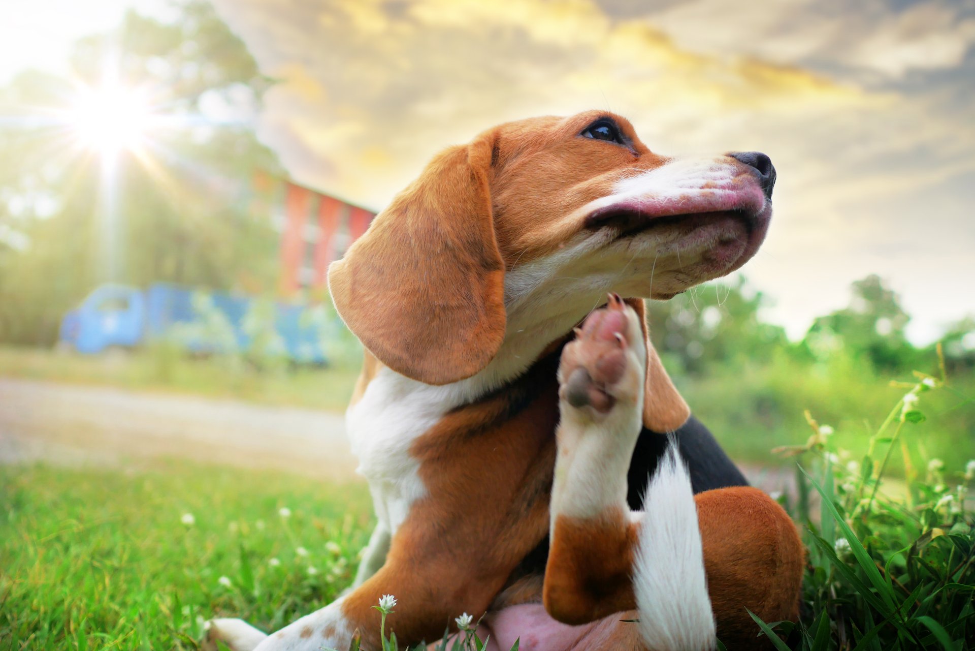 Beagle dog scratching its chin