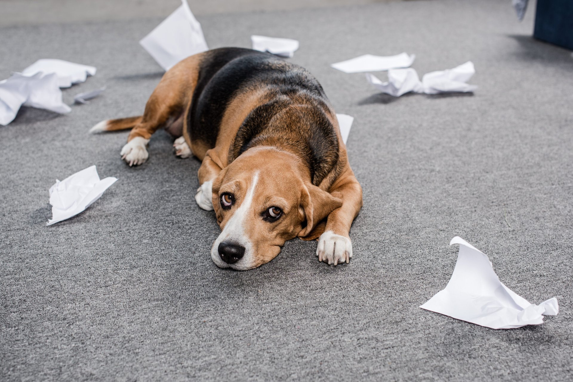 Naughty beagle looking guilty