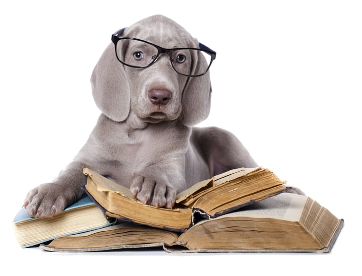 Grey hound wearing glasses, one paw on a stack of books.