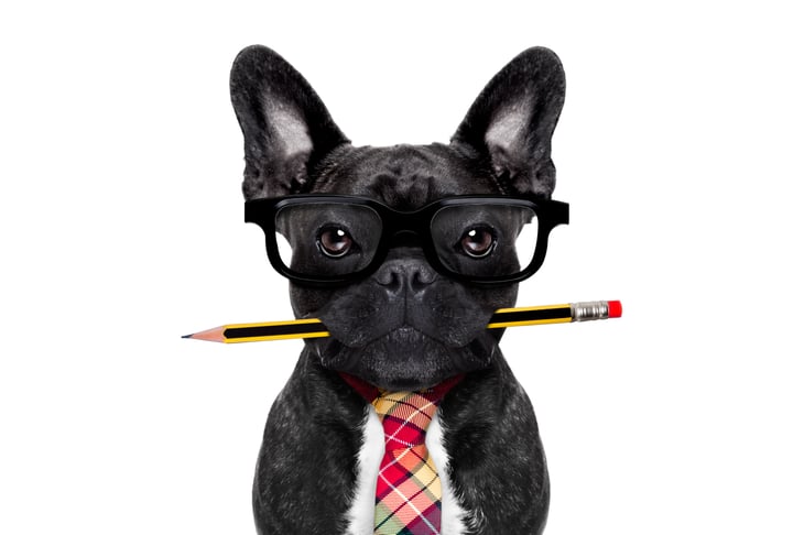 French bulldog with pencil in mouth, wearing a necktie