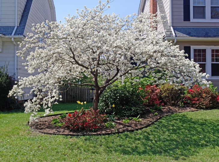 Spring blooming white dogwood tree.