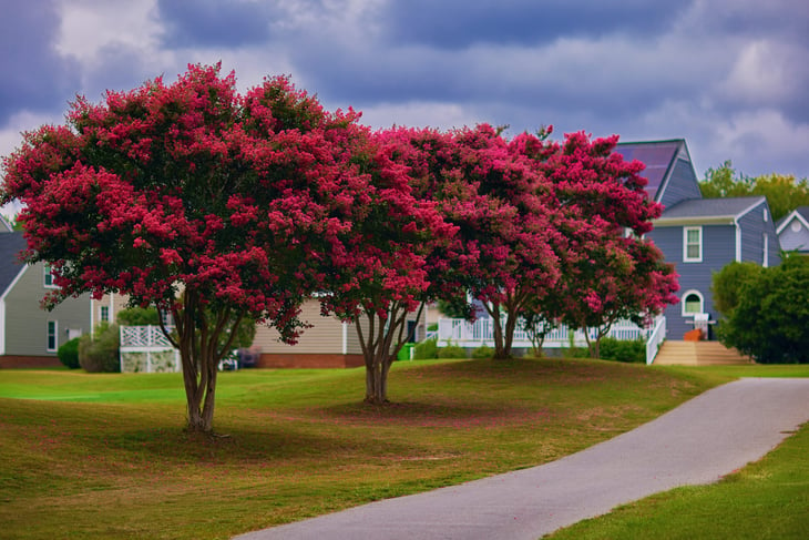 lush blooming crape myrtle trees on green lawn