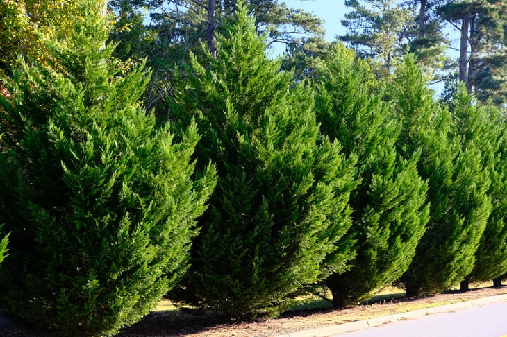 Leyland cypress trees in a hedge