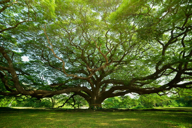 Large Samanea saman tree