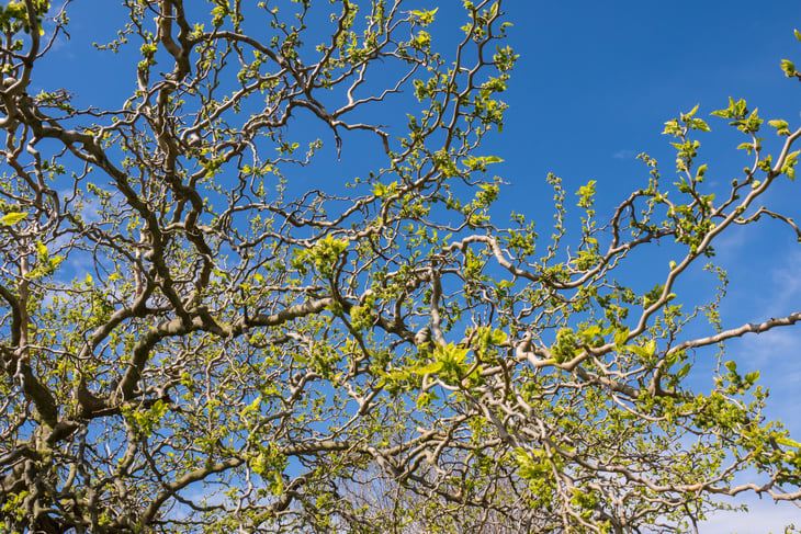 Contorted filbert tree