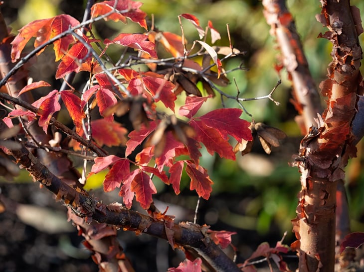 Leaves and bark of paperbark maple (Acer griseum) in a garden in autumn